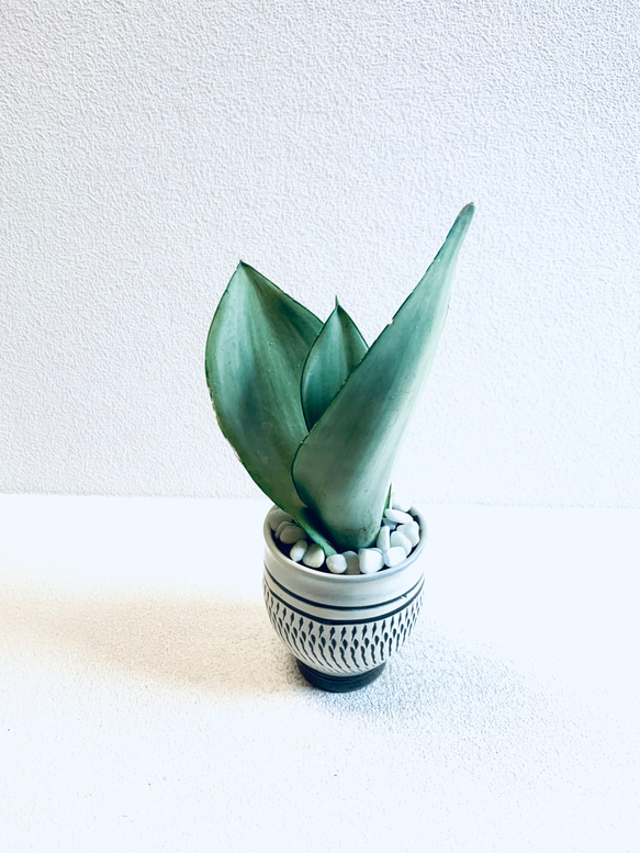 ハイドロカルチャー　サンスベリア　シルバークィーン　小鹿田焼　陶器　観葉植物 7枚目の画像