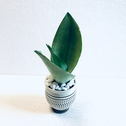 ハイドロカルチャー　サンスベリア　シルバークィーン　小鹿田焼　陶器　観葉植物 6枚目の画像