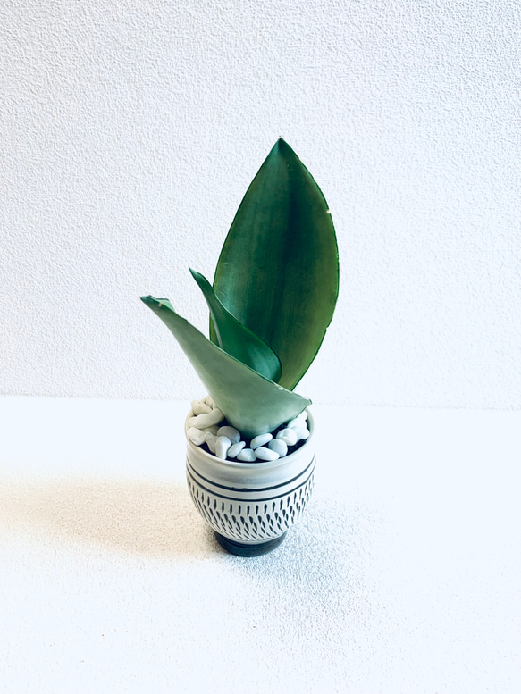 ハイドロカルチャー　サンスベリア　シルバークィーン　小鹿田焼　陶器　観葉植物 6枚目の画像
