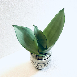 ハイドロカルチャー　サンスベリア　シルバークィーン　小鹿田焼　陶器　観葉植物 9枚目の画像