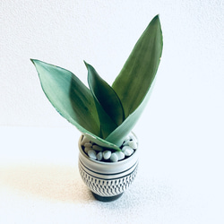 ハイドロカルチャー　サンスベリア　シルバークィーン　小鹿田焼　陶器　観葉植物 1枚目の画像