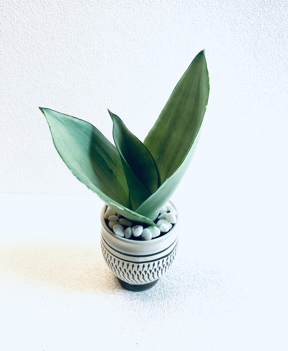 ハイドロカルチャー　サンスベリア　シルバークィーン　小鹿田焼　陶器　観葉植物 1枚目の画像