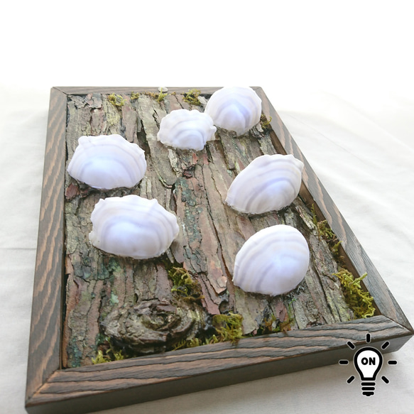 カワラタケの壁掛けランプ 