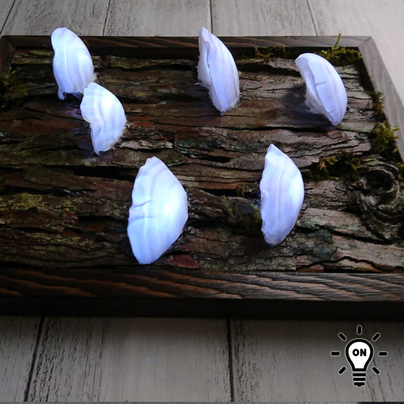 カワラタケの壁掛けランプ 