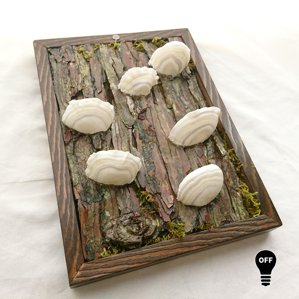 カワラタケの壁掛けランプ 