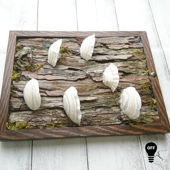 カワラタケの壁掛けランプ 