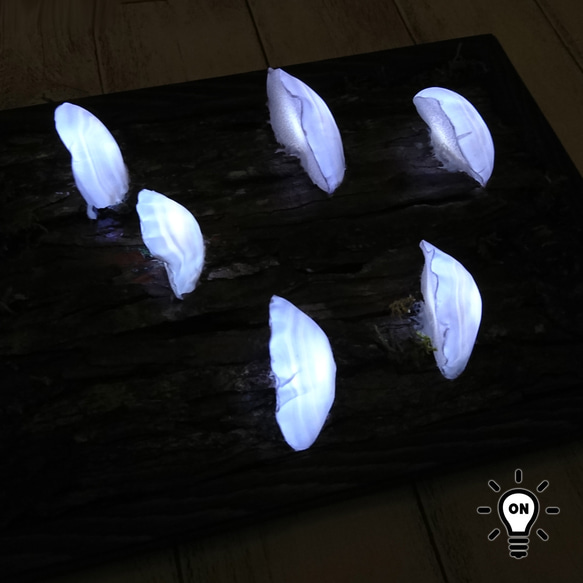 カワラタケの壁掛けランプ 