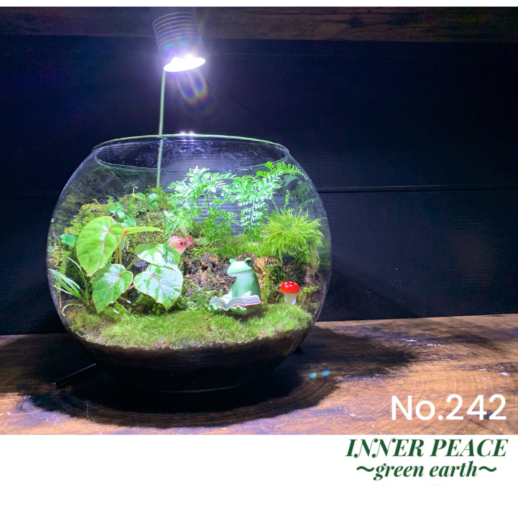 242 苔アート 苔テラリウム カエル 置物 コポー フィギュア 完成品 