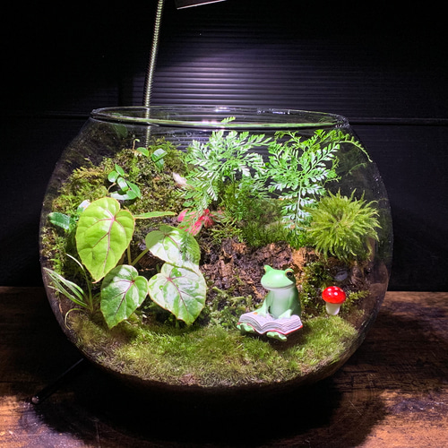 242 苔アート 苔テラリウム カエル 置物 コポー フィギュア 完成品