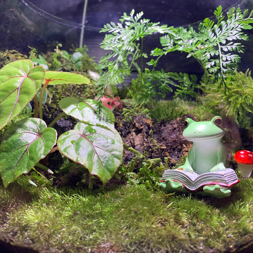 242 苔アート 苔テラリウム カエル 置物 コポー フィギュア 完成品 