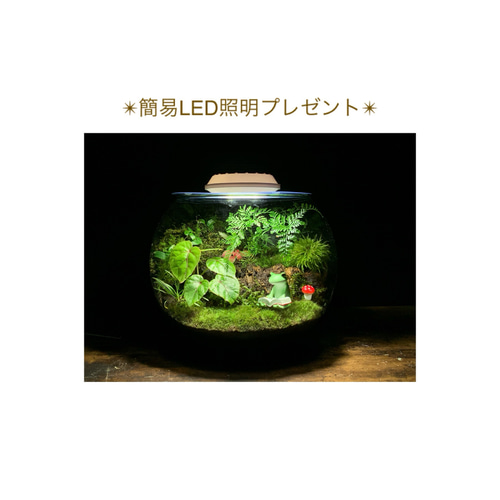 242 苔アート 苔テラリウム カエル 置物 コポー フィギュア 完成品 
