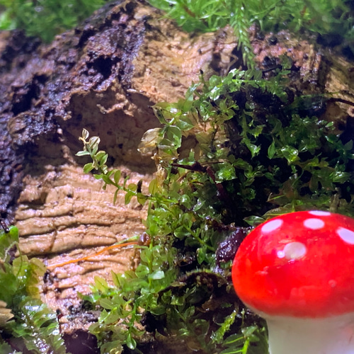 242 苔アート 苔テラリウム カエル 置物 コポー フィギュア 完成品 