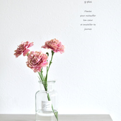 咲き続けるカーネーション(アンティークピンク)のマジカルウォーター