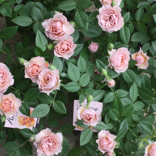 レア☆入荷☆『ミニバラ♡カーナハニーゴールド』 アートフラワー