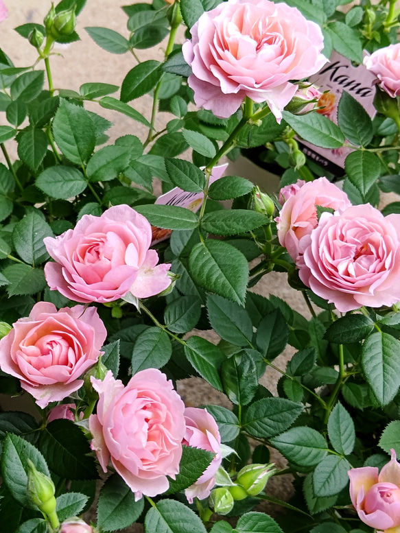 レア☆入荷☆『ミニバラ♡カーナハニーゴールド』 アートフラワー