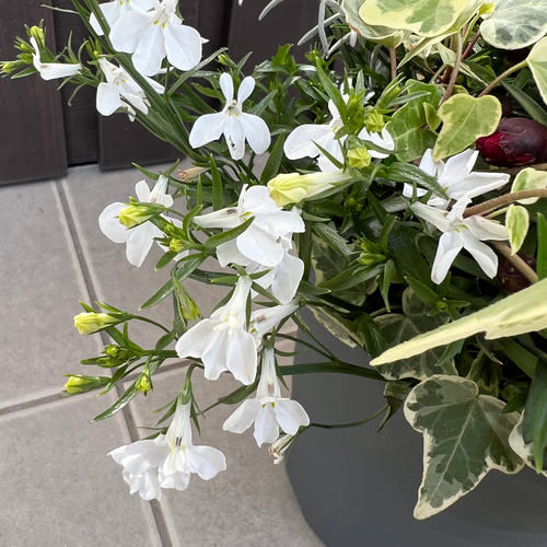 母の日にも♪ 寄せ植え　花■シックなカラーの寄せ植え　カーネーション 母の日にも♪ 寄せ植え花□シックなカラーの寄せ植えカーネーション