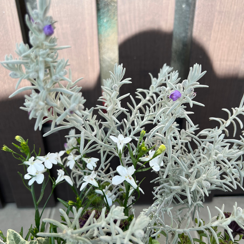 母の日にも♪ 寄せ植え 花□シックなカラーの寄せ植え カーネーション