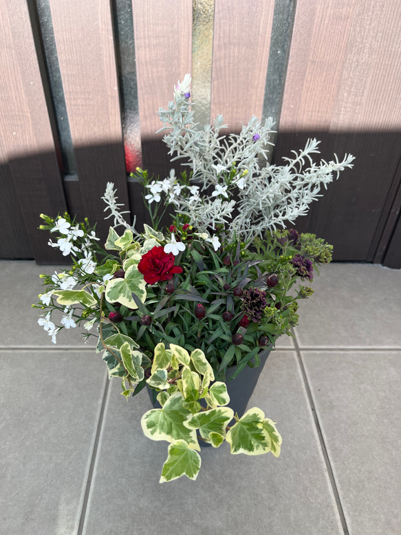 母の日にも♪ 寄せ植え 花□シックなカラーの寄せ植え カーネーション