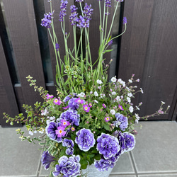 寄せ植え花□カタリーナと縦型スリット鉢のギャザリング アート 