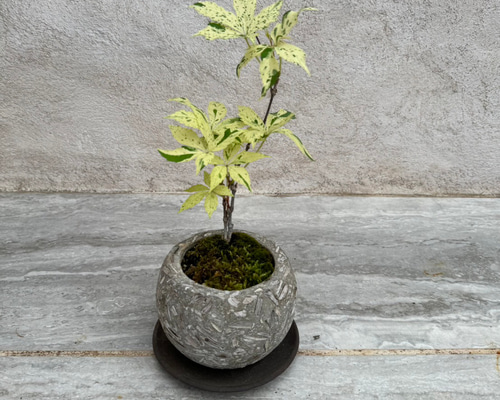 6a7366c900db2d33a7e64586b12421