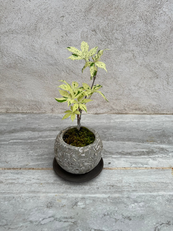 母の日ギフト、父の日ギフトにも「斑入りヘンリーヅタ」のSDGS盆栽