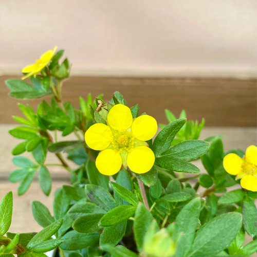 落葉低木 金露梅 キンロバイ 盆栽 plant life（次回発送5月8日〜 通販