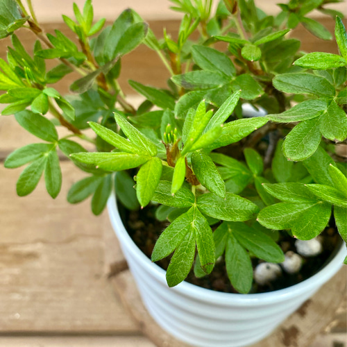 たか＜売約済み＞盆栽　金露梅（３－８）他３点 金露梅の盆栽を販売｜盆栽妙 – 盆栽妙 本店