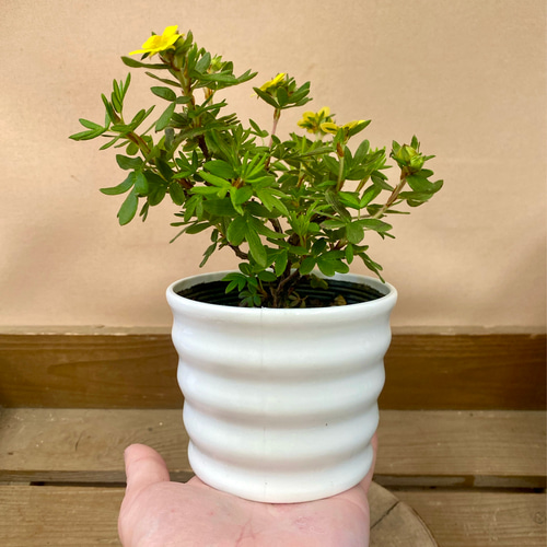 落葉低木 金露梅 キンロバイ 盆栽 plant life 通販 17678658｜Creema