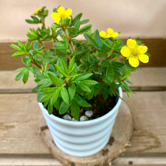 落葉低木 金露梅 キンロバイ 盆栽 plant life 通販 17678658｜Creema