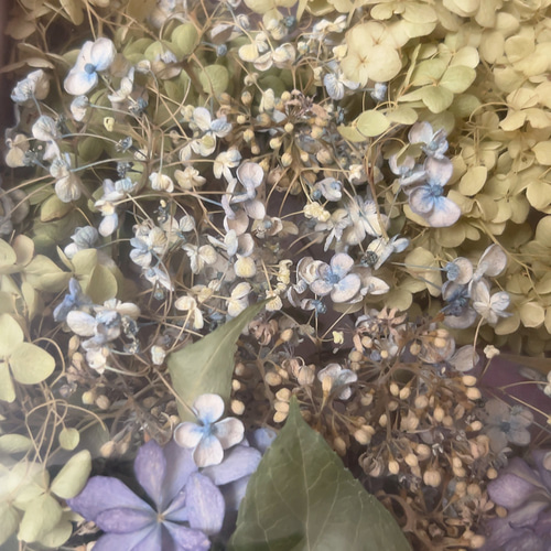 紫陽花 ドライフラワー 多種混合 - メルカリ