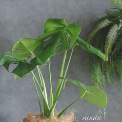 ꫛꫀꪝ✧‧おしゃれ❁観葉植物❁モンステラ 6枚目の画像