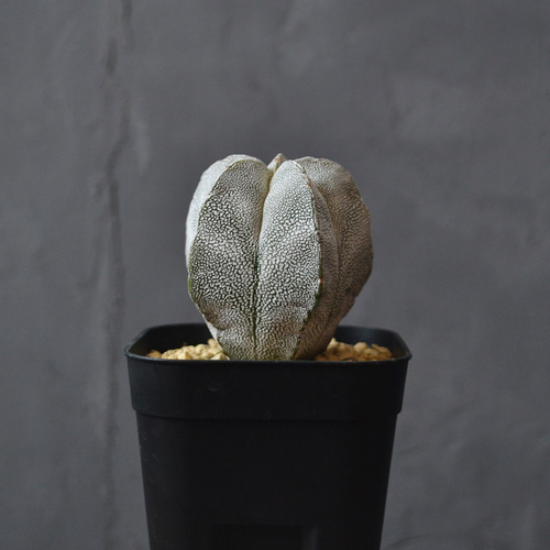 恩塚ランポー大株（変）子株付 恩塚ランポー大株（変）子株付 恩塚ランポー大株（変）子株付