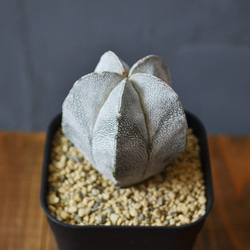 f4d631a92cbecb9f2533d7fcc99dcc