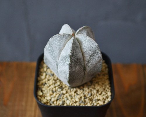 f4d631a92cbecb9f2533d7fcc99dcc