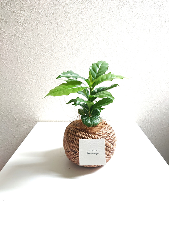 jun　コーヒーの木 jun様専用 コーヒーの木