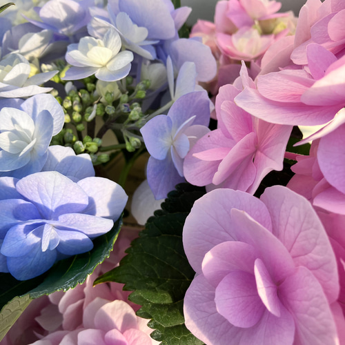 サカモト園芸☆ハイドランジア☆アジサイ☆☆5号鉢☆希少☆説明確認要 楽天市場】【まもなく締め切り】 予約販売 アジサイ ピンク