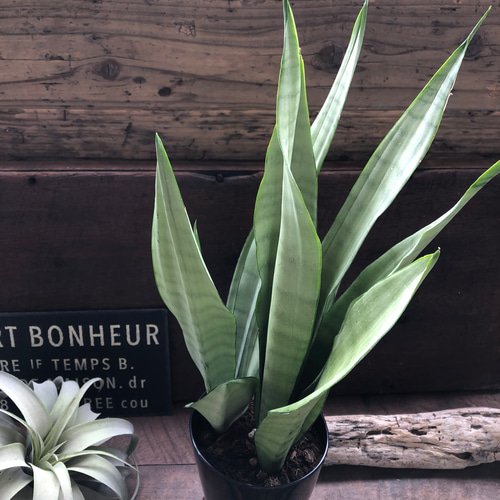 ムーンシャイン♡5号♡超希少♡サンスベリア♡観葉植物♡空気清浄