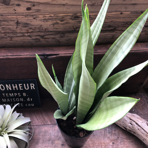 ムーンシャイン♡5号♡超希少♡サンスベリア♡観葉植物♡空気