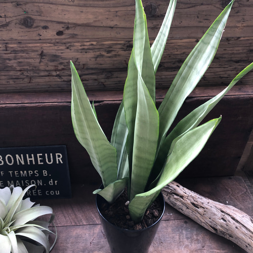 ムーンシャイン♡5号♡超希少♡サンスベリア♡観葉植物♡空気