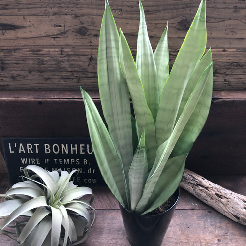 ムーンシャイン♡5号♡超希少♡サンスベリア♡観葉植物♡空気清浄