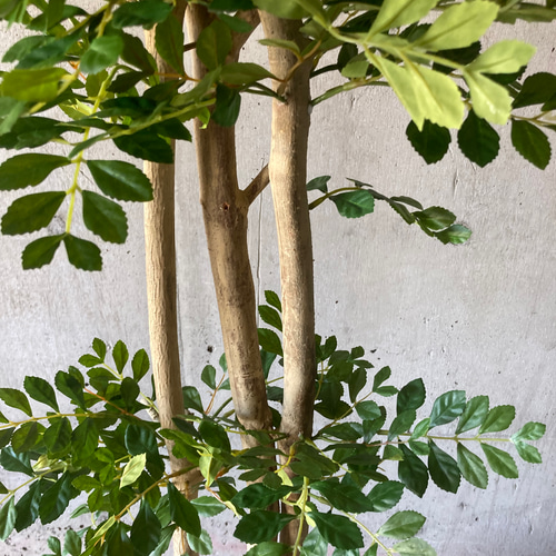 光触媒人工観葉植物ウォールグリーンフェイクグリーントネリコ16666