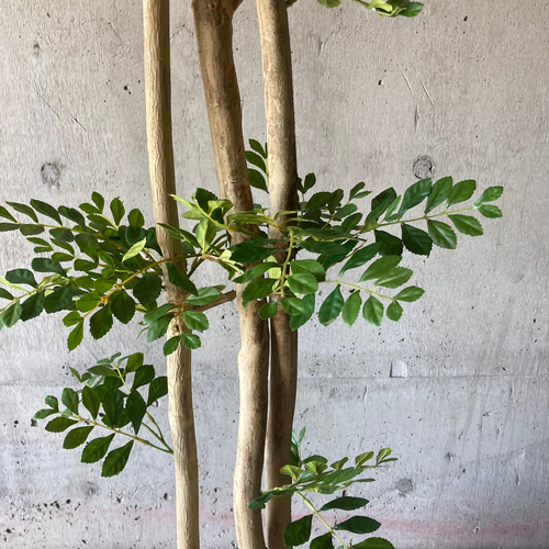 光触媒人工観葉植物ウォールグリーンフェイクグリーントネリコ16666