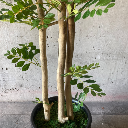 光触媒　人工観葉植物　ウォールグリーン　フェイクグリーン　トネリコ16666 光触媒 人工観葉植物 ウォールグリーン フェイクグリーン トネリコ