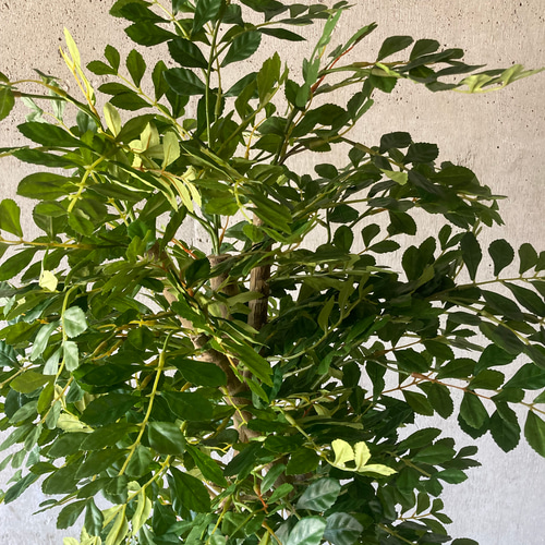 光触媒人工観葉植物ウォールグリーンフェイクグリーントネリコ16666