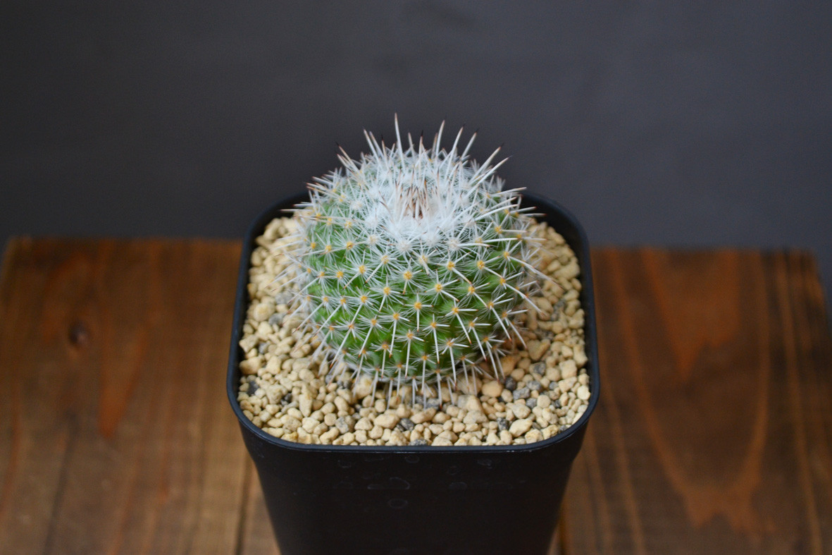 強棘大株 柱サボテン カーネギア ギガンティア サァグアロ/弁慶柱 鉢