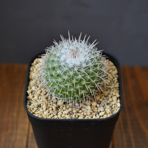 【希少】マミラリアクルシゲラ 国内実生 塊根植物 サボテン Mammillaria crucigera マミラリア クルシゲラ サボテン