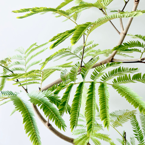Amazon｜エバーフレッシュ 曲がり樹形 8号｜観葉植物 オンライン通販