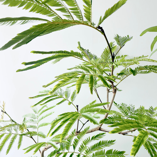 沖縄産】252. エバーフレッシュ 曲がり 8号鉢 観葉植物 大型