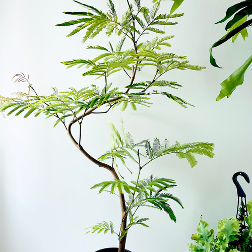 Y*T様 エバーフレッシュ　観葉植物　曲がり　8号　約100センチ 沖縄産】252. エバーフレッシュ 曲がり 8号鉢 観葉植物 大型