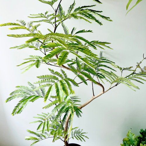 沖縄産】252. エバーフレッシュ 曲がり 8号鉢 観葉植物 大型